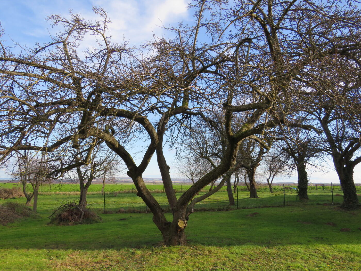 Alte Obstbäume auf einer Wiese im Winter
