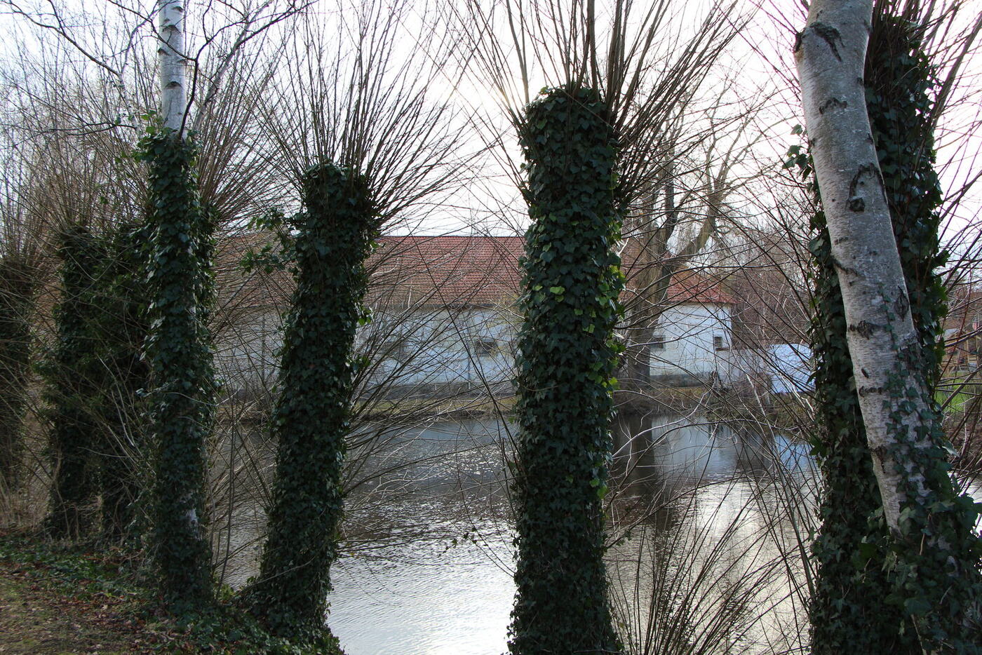 Teich mit efeuberankten Bäumen im Winter